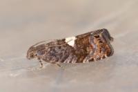 Pammene spiniana