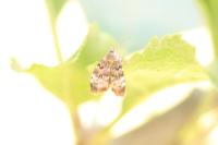 Choreutis pariana
