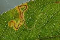 Stigmella malella