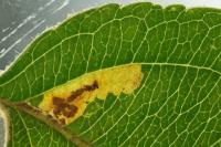 Stigmella incognitella