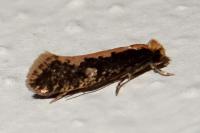 Monopis crocicapitella