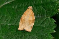 Pandemis cerasana