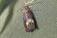 Dichrorampha petiverella