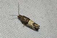 Spilonota ocellana