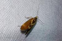 Metalampra