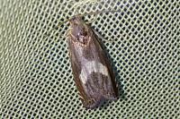 Dichrorampha petiverella