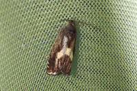 Dichrorampha petiverella
