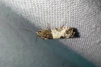Spilonota ocellana