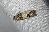 Spilonota ocellana