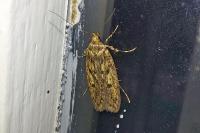 Hofmannophila pseudospretella