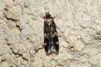 Oegoconia