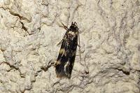 Oegoconia
