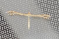 Oxyptilus