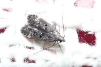 Dichomeris alacella
