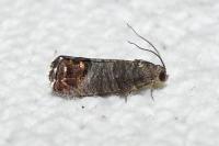 Cydia pomonella