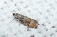 Clavigesta purdeyi