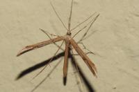 Emmelina monodactyla