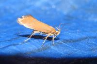 Crassa unitella