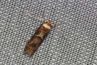 Blastobasis adustella