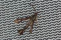 Chamaesphecia leucopsiformis