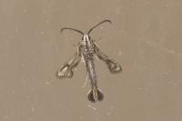 Chamaesphecia leucopsiformis