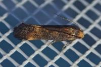 Apodia bifractella