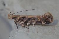 Aristotelia decoratella
