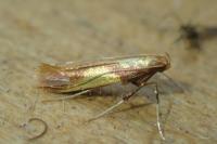 Caloptilia