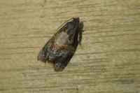 Ditula angustiorana