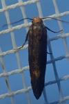 Apodia bifractella
