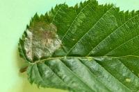 Phyllonorycter esperella