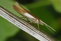 Ypsolopha parenthesella