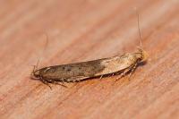 Bryotropha
