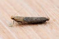 Bryotropha