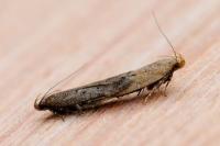 Bryotropha