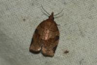 Pandemis dumetana