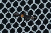 Cosmopterix orichalcea