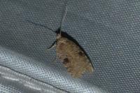 Agonopterix propinquella