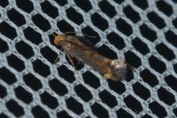 Apodia bifractella