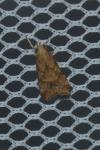 Brachmia blandella