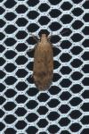 Pexicopia malvella