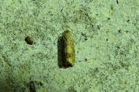 Pseudosciaphila branderiana