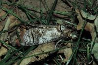 Cossus cossus