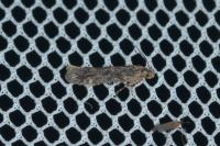 Scrobipalpa atriplicella