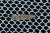 Scrobipalpa nitentella