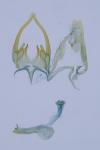 Scrobipalpa atriplicella