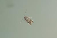 Borkhausenia nefrax