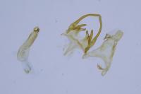 Scrobipalpa nitentella