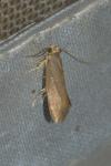 Crassa unitella