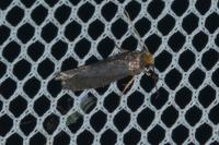 Cephimallota crassiflavella